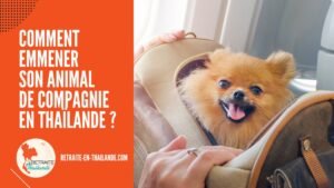 Emmener son Animal de Compagnie en Thaïlande pour la Retraite : Procédures & Coûts cover