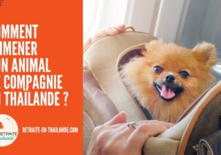 Emmener son Animal de Compagnie en Thaïlande pour la Retraite : Procédures & Coûts cover