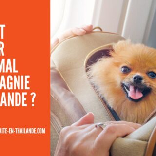 Emmener son Animal de Compagnie en Thaïlande pour la Retraite : Procédures & Coûts cover