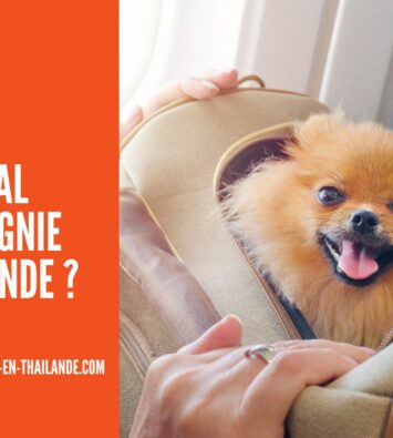 Emmener son Animal de Compagnie en Thaïlande pour la Retraite : Procédures & Coûts cover