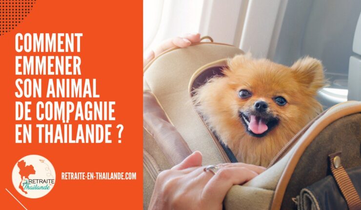 Emmener son Animal de Compagnie en Thaïlande pour la Retraite : Procédures & Coûts cover