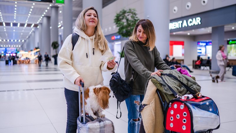 Emmener son Animal de Compagnie en Thaïlande pour la Retraite : Procédures & Coûts